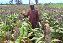 ICRISAT Introduces Fast-Maturing sorghum variety in Nigeria to Boost Food Security and Nutrition