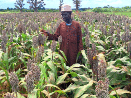 South Sudan’s homegrown seed industry opens new opportunities for farmers