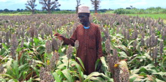 South Sudan’s homegrown seed industry opens new opportunities for farmers