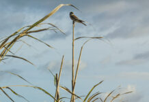 Global Sustainable Farming Gets Boost as Bonsucro and Better Cotton Partner on Climate Resilience Initiative