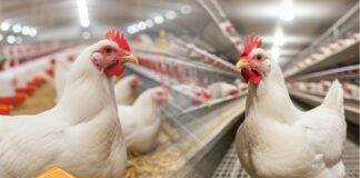 Bridging genetics and productivity with advanced herbal formulations