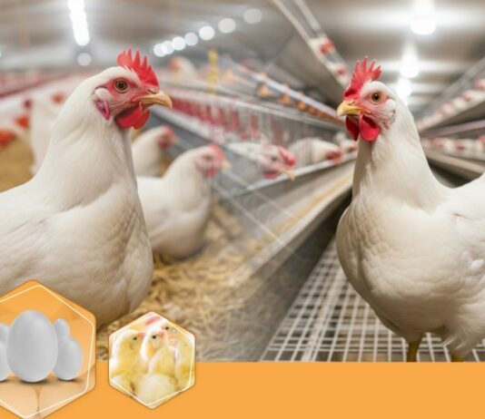 Bridging genetics and productivity with advanced herbal formulations