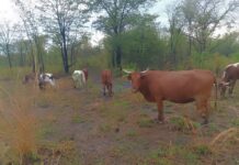 Path to Resilience: Balancing Livestock and Crops in Africa