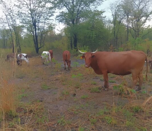 Path to Resilience: Balancing Livestock and Crops in Africa