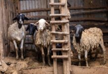 Governments Urged to Stop Subsidising Harmful Factory Farms and Support Sustainable Farming