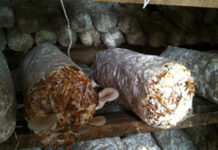 Graduate publishes groundbreaking research on sustainable feed for indigenous chickens