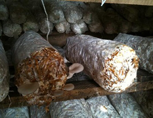 Graduate publishes groundbreaking research on sustainable feed for indigenous chickens