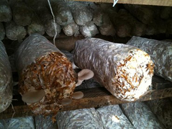 spent substrate-STORY