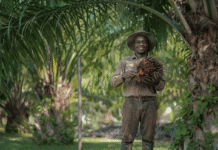 Planting Naturals Establish Sierra Leone’s First Organic & RSPO-Certified Palm Plantation with KOLTIVA