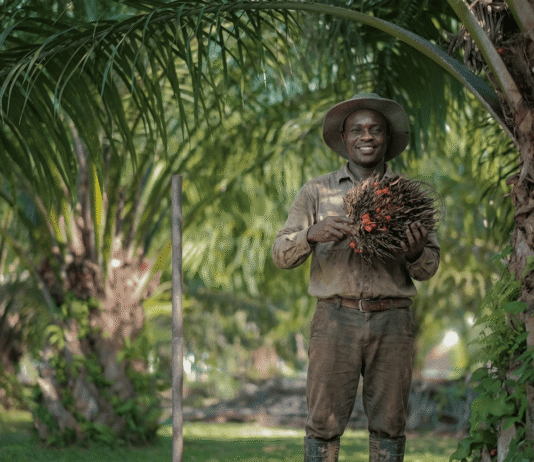 Planting Naturals Establish Sierra Leone’s First Organic & RSPO-Certified Palm Plantation with KOLTIVA