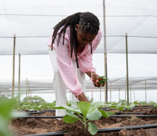 How 25 rural women farmers cracked SA’s retail supply chain to supply supermarkets, schools and lodges