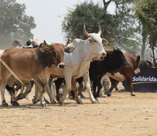 Exploring the nuances of the livestock climate debate