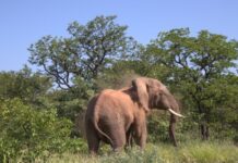 Farmers Battle Rising Human–Elephant Conflict Near South Africa’s Protected Areas