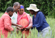 How digital climate advisory services system supports Ethiopian wheat farmers’ climate adaptation efforts