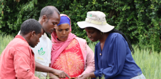 How digital climate advisory services system supports Ethiopian wheat farmers’ climate adaptation efforts