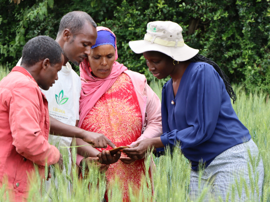 How digital climate advisory services system supports Ethiopian wheat farmers’ climate adaptation efforts
