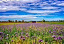 Nitrogen management takes a major step forward in Europe NitroScope project launches in Ghent