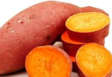 CIP, INERA partner to support Orange-fleshed Sweetpotato farming in DRC for food and nutrition security