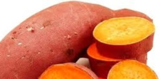 CIP, INERA partner to support Orange-fleshed Sweetpotato farming in DRC for food and nutrition security