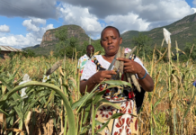 ICRISAT Releases Eastern and Southern Africa’s First Biofortified Pearl Millet