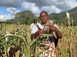 ICRISAT report shows innovation bridging climate challenges and food security gaps