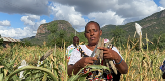 ICRISAT report shows innovation bridging climate challenges and food security gaps