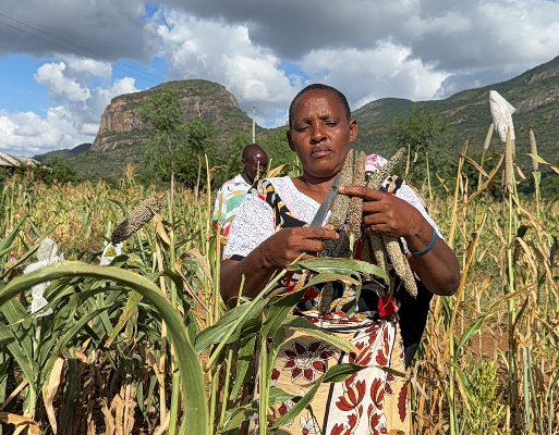 Pearl millet crop farmer