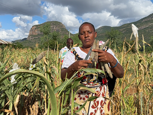 ICRISAT Releases Eastern and Southern Africa’s First Biofortified Pearl Millet