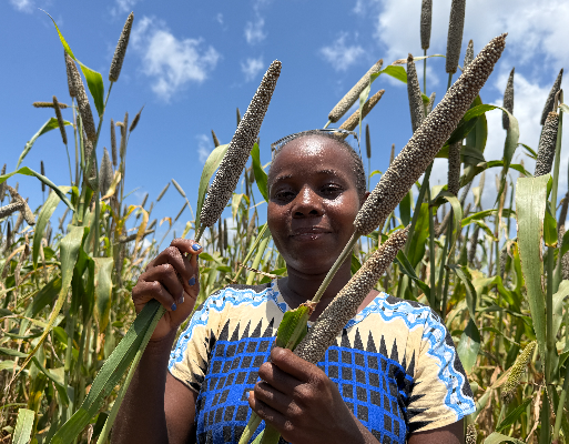 Pearl millet farmer