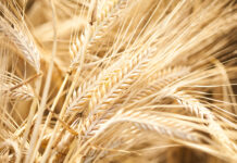 Global researchers discover gene that could secure food supply against climate change