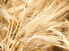 Global researchers discover gene that could secure food supply against climate change