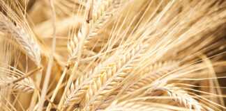 Global researchers discover gene that could secure food supply against climate change