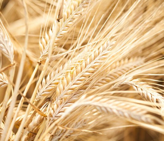 Global researchers discover gene that could secure food supply against climate change