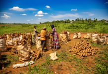 Drought-resistant cassava boosts yields and incomes for farmers in eastern Rwanda