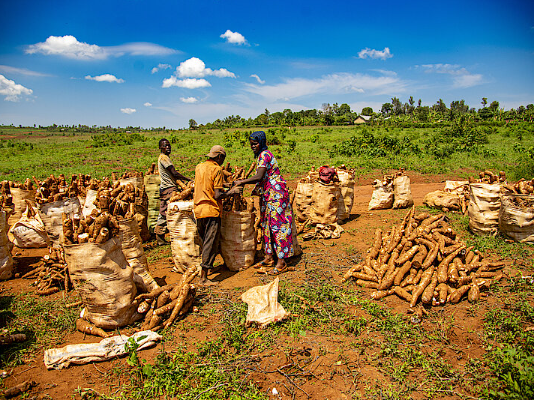 Drought-resistant cassava boosts yields and incomes for farmers in eastern Rwanda