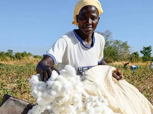 $2m Support Programme Targets Higher Cotton Yields and Incomes for 300,000 Northern Uganda Farmers