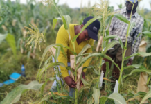 IITA, WorldVeg, and AfricaRice partner to support food security in The Gambia