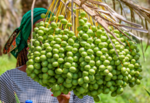 Kenya Unveils Bold Plan to Build Billion-Shilling Date Palm Industry in Drylands