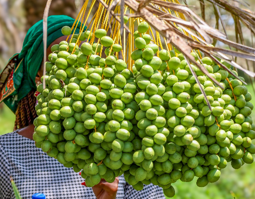 image-600×400 – 2025-12-11T161051.338