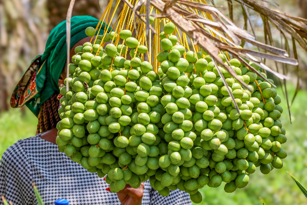 image-600x400 - 2025-12-11T161051.338