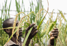 Uganda on the brink of releasing locally developed aromatic rice varieties to cut imports