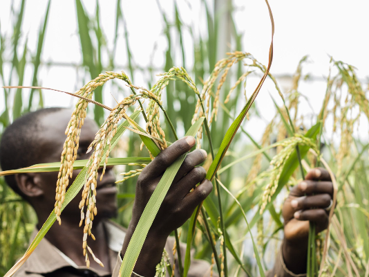 Uganda on the brink of releasing locally developed aromatic rice varieties to cut imports