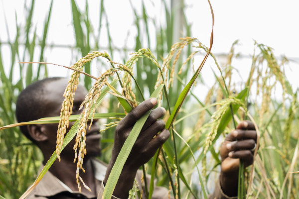 image-600x400 - 2025-12-31T104943.040