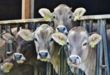 New Farmer’s Guide to Loss Prevention: Practical Tips for Disease Control and Sustainable Cattle Management