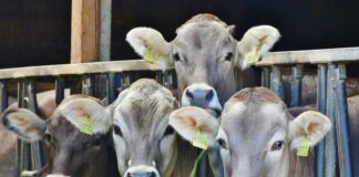 US in trade deal to export live cattle and poultry to Ethiopia to enhance the country’s food security