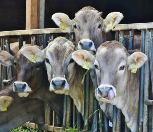 New Farmer’s Guide to Loss Prevention: Practical Tips for Disease Control and Sustainable Cattle Management