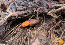 Science-led consortium take coordinated steps to contain red palm weevil in North Africa, UAE