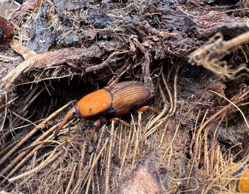 red palm weevil