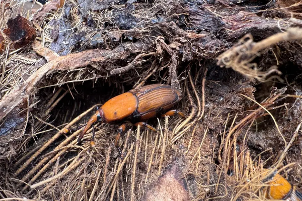 red palm weevil