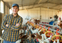 Rethinking poultry ventilation: new data from ABB